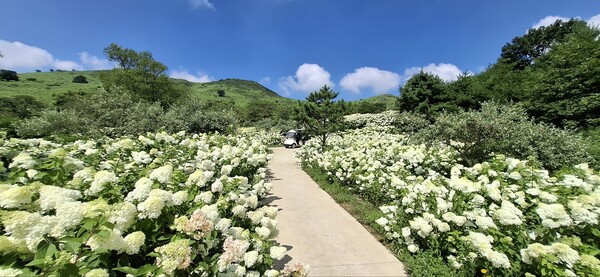 경남 합천군 황매산에 여름철 수국이 경관을 이뤄 관광객들의 눈길을 사로잡고 있다./사진=합천군.