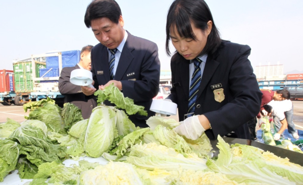 중국산 배추 검역 모습(기사와 직접적 관련 없음) /연합뉴스